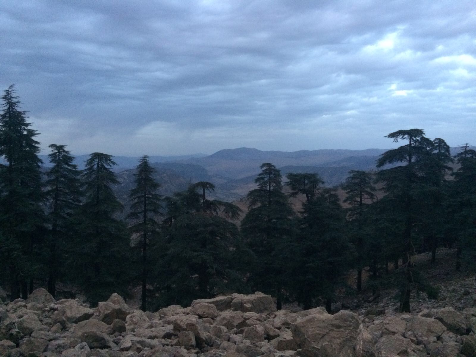 Middle Atlas Cedars from Bouiblane